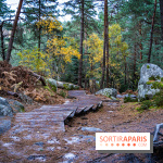 Journée internationale des forêts 2024 : des visites guidées gratuites en forêt de Fontainebleau