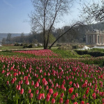 80 000 tulipes au Château de Dampierre en Yvelines ! Journée de la tulipe et Fête des plantes 