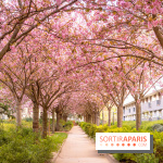 La Mail de Bièvre et ses cerisiers en fleurs, le spot Hanami caché à Paris