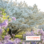 Le cerisier du Japon 'Shirotae' du Jardin des Plantes : l'arbre remarquable au blanc éclatant en fleurs