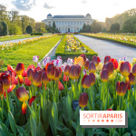 Tulipes et coquelicots, des floraisons exceptionnelles pour les 400 ans du Jardin des plantes 
