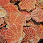 La Grande Débarque, dégustations gratuites de coquilles Saint-Jacques à Paris et plateaux à gagner