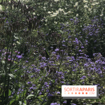 Distribution gratuite de 50.000 sachets de graines à Paris !