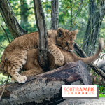 Zoo Safari de Thoiry : les nouveautés