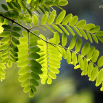 L'arbre de l’année 2022 : voici l'arbre qui représente l’Île-de-France