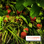 Cueillettes des fraises autour de Paris