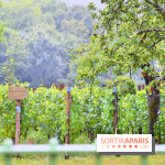 Domaine du bois brillant, la renaissance d'un vignoble historique en île-de-France