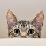 Insolite : un escape game avec des chats à Paris