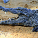 Le guide des Zoos et ménageries à Paris et ses alentours