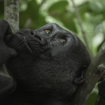 Avant-première du film « Au cœur de la jungle » au Grand Rex à Paris
