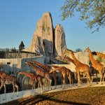 Nocturnes au Parc Zoologique de Paris cet été 2018