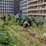 Eva Kotchever, le potager perché sur le toit d'une école qui se cultive à Paris
