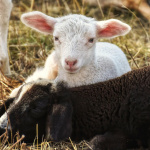 Grandeur nature festival Sartrouville 78