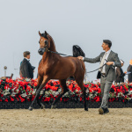 Championnat du monde du cheval arabe 2026 : les plus beaux chevaux du monde au Grand Palais à Paris