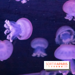 L'Aquarium de Paris ouvre son Médusarium