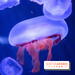 L'Aquarium de Paris ouvre son Médusarium