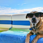 Heat: how to protect your pets from heat wave