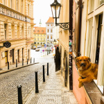 Présidentielles 2022 : peut-on se rendre au bureau de vote avec un enfant ou un chien ?