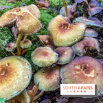 Cueillette des champignons : comment être sûr que notre récolte est comestible ?