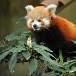 La Ménagerie du jardin des Plantes