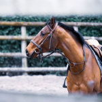 Visitez les coulisses du centre d'entraînement hippique de Grosbois, près de Vincennes
