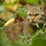 Biodiversité : quel est ce félin sauvage de retour dans les forêts d'Île-de-France ?