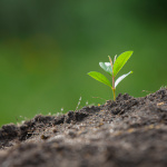 Salon Marjolaine 2024, le salon incontournable du Bio au Parc Floral de Paris