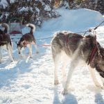 Odyssée Resbacienne course chien traineau