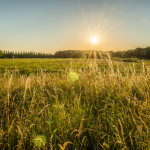 Journées nationales de l'Agriculture 2026 : balade sur la biodiversité à travers les champs