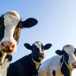 Sécheresse : une pénurie de lait est attendue dans les rochains mois, selon la FNSEA