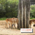 Silent Zoo 2022