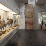 Musée Préhistoire