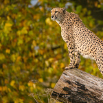 Lumigny Safari Reserve, la plus grande r&eacute;serve d'animaux sauvages en &Icirc;le-de-France, &agrave; Lumigny (77)