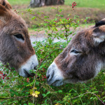 Ferme Saint-Hilliers