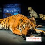 Félins, l'exposition qui nous fait craquer au Muséum national d'Histoire naturelle - photos