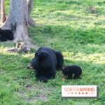 Les tanières du zoo de Thoiry 2023 - Ours