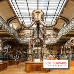 Le mammouth de Durfort restauré au Muséum national d’Histoire naturelle