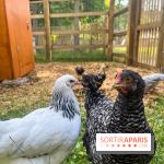 La ferme de la Villette et ses animaux