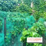 Vignes vendanges - visuels - image00016