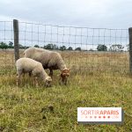 La ferme de Saint-Cyr l'Ecole - image00043