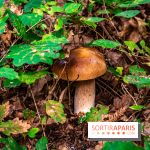 Le sentier des Maréchaux à Senlisse - Vallée de Chevreuse -  champignons