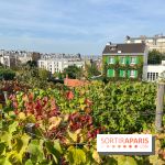 Vignes Montmartre