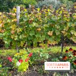 Vignes Montmartre