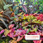 Automne Tropical 2023