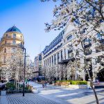 Visuel Paris 4e - printemps arbre fleurs