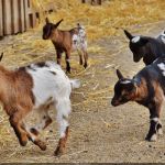 Pâques 2025 : la chasse aux œufs de Pâques de la Ferme de Maisons-Alfort