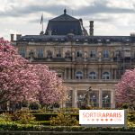 Les magnolias du Jardin du Palais Royal
