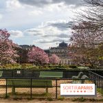 Les magnolias du Jardin du Palais Royal
