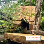 Ménagerie du Jardin des Plantes 2024 - panda