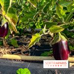 Les Saveurs du Potager du Roi à Versailles : marché de fruits & légumes, expositions et animations